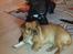 Blanding af racer Al Capone Junior (Capone)