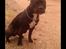 Blanding af racer Al Capone Junior (Capone)