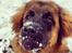 Leonberger Diego