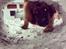 Leonberger Diego