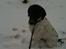 Pointer Wilson