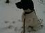 Pointer Wilson