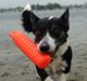 Welsh corgi cardigan Aasteds Cinderella aka. Cindy