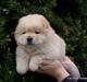Chow chow Nin-T'sun Cooper De La Creme