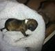 Chihuahua Al`Gisimo `s Adelita, Kaldenavn : Alma