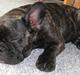 Fransk bulldog Kato Yasyo`s Chryse Ejner