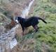 Grosser schweizer sennenhund Freja