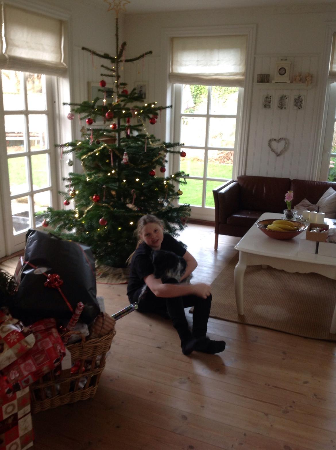 Japansk spids Pepsi billede 15