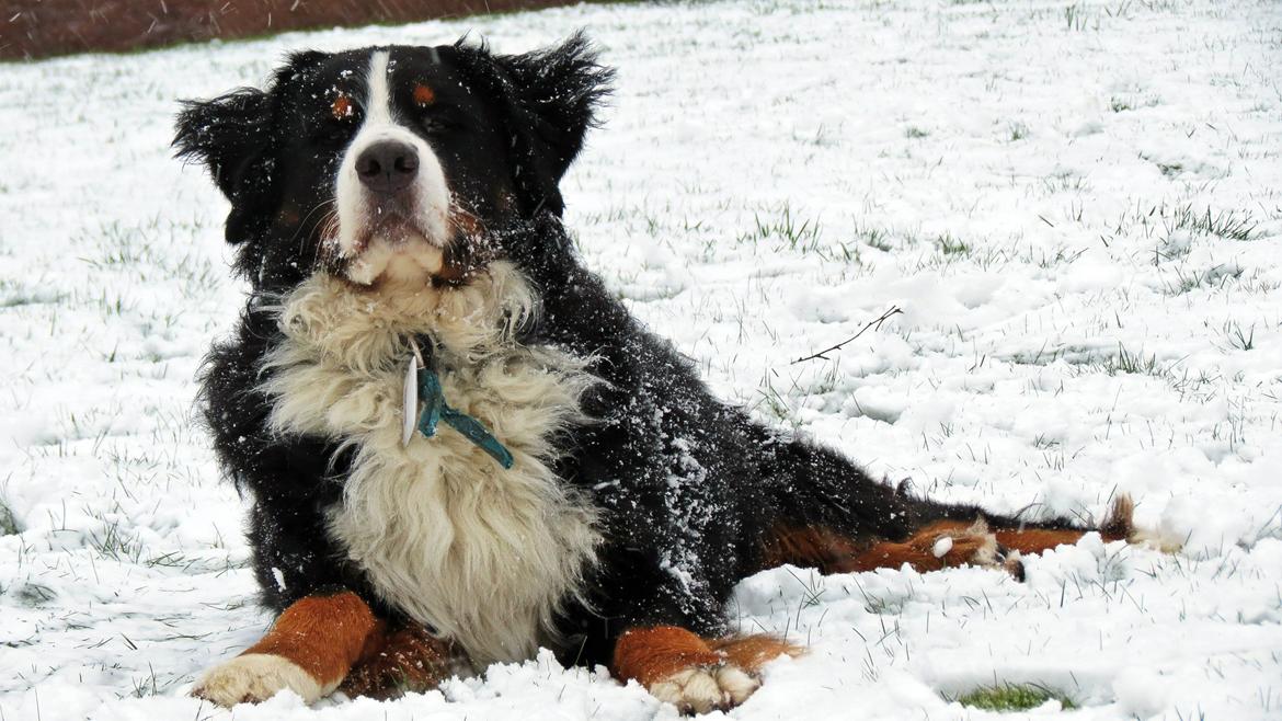 Berner sennenhund Lady Xiera's Voltaire (Bosco) - Så kom sneen endelig, det bedste jeg ved! Yes! billede 10