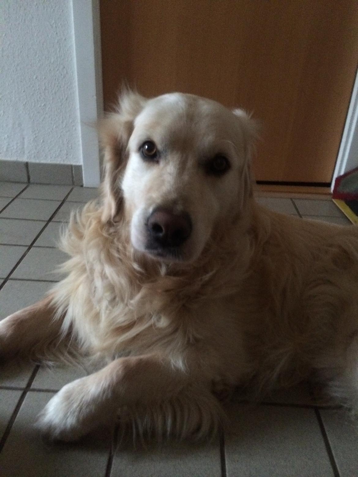 Golden retriever Baloo billede 9