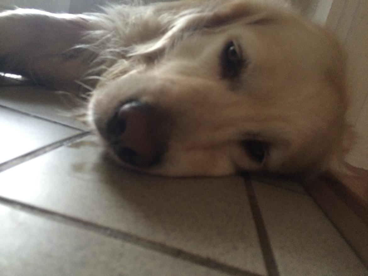 Golden retriever Baloo billede 11