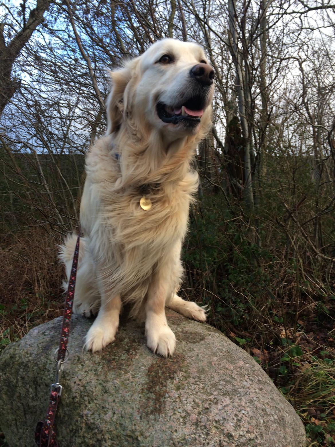 Golden retriever Baloo billede 12