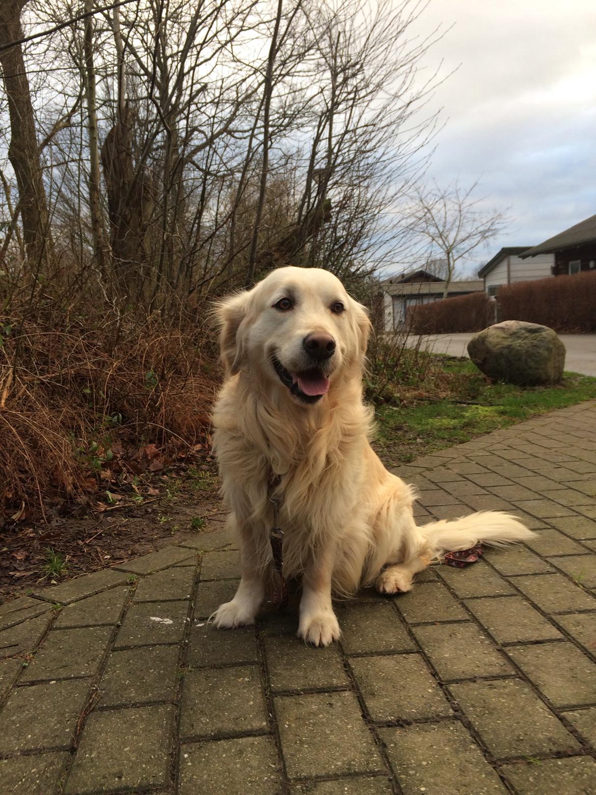 Golden retriever Baloo billede 13