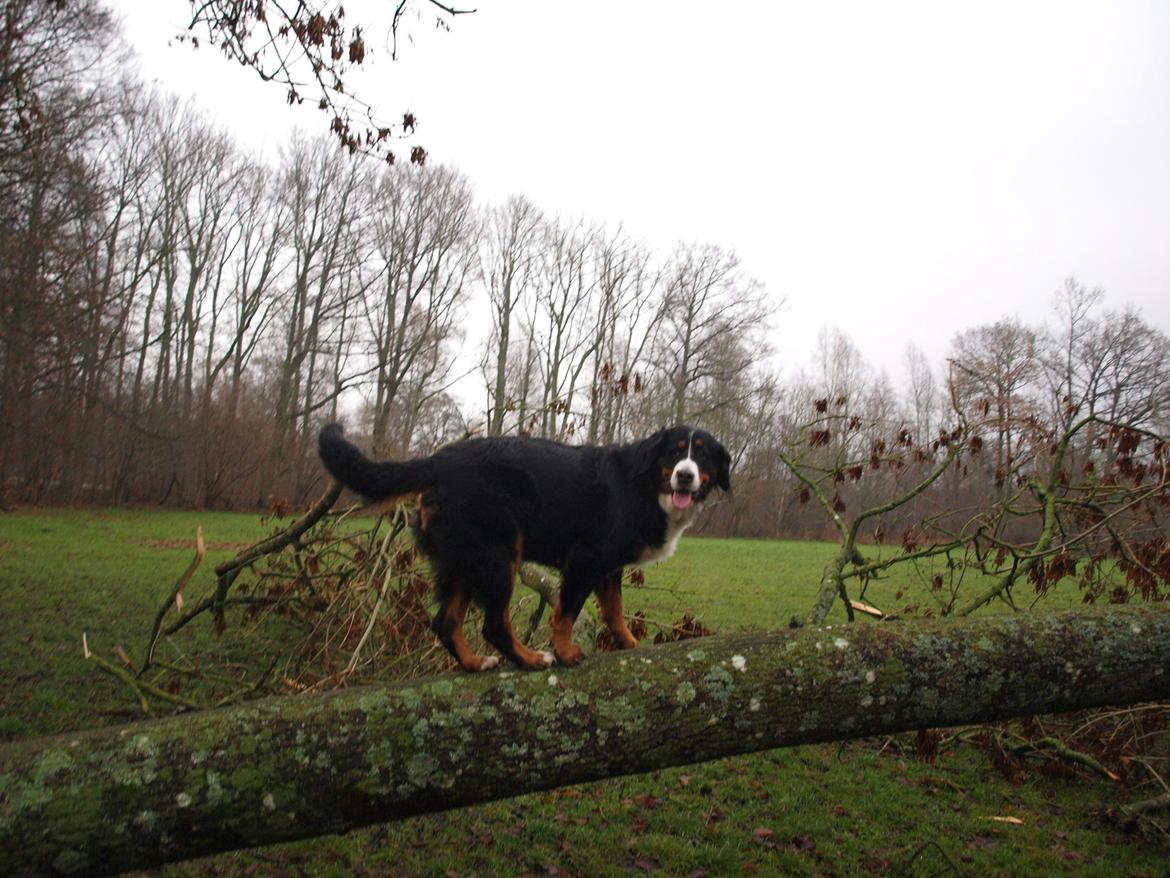 Berner sennenhund Nala *min eneste  ene* billede 26