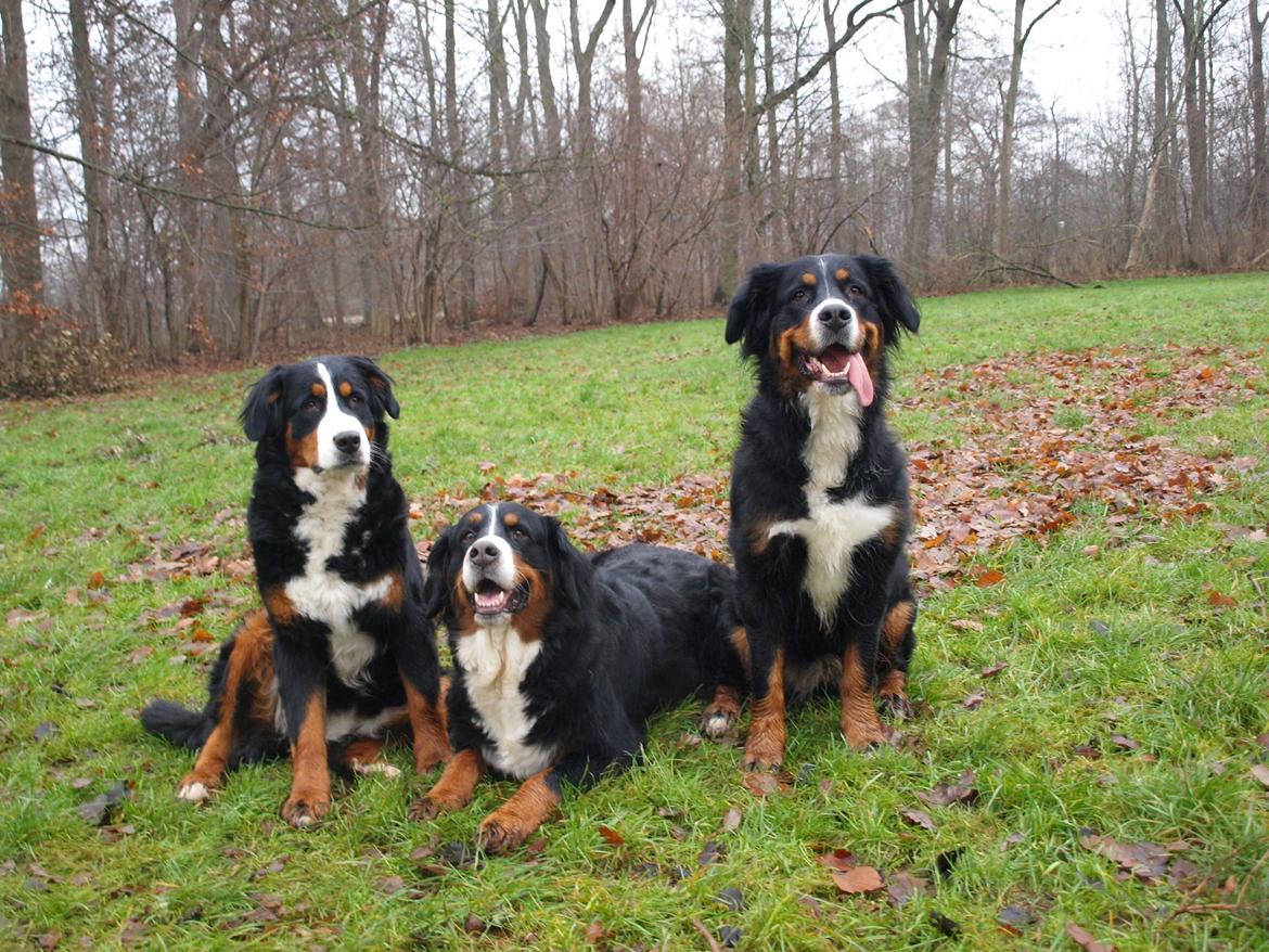 Berner sennenhund Nala *min eneste  ene* billede 27