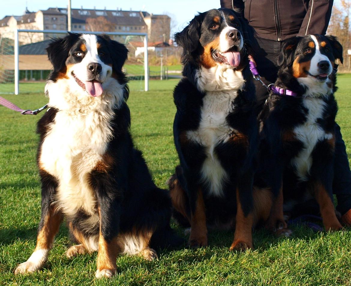 Berner sennenhund Nala *min eneste  ene* billede 28