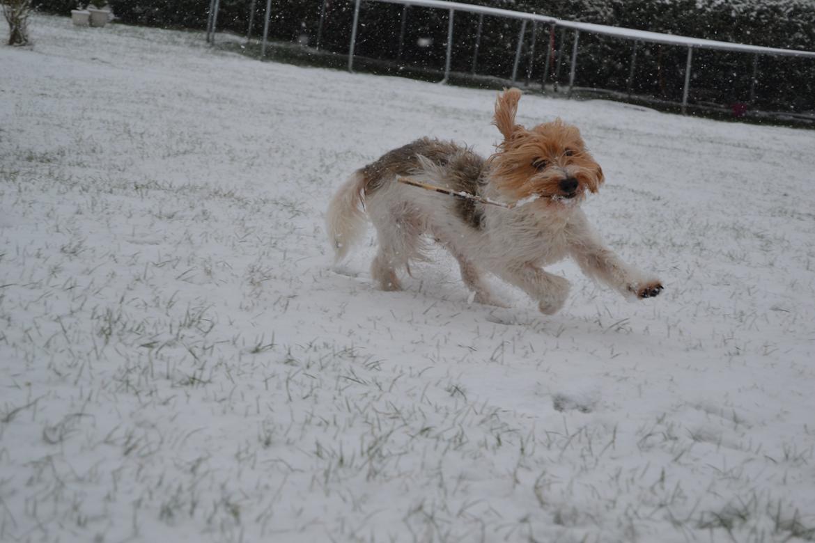 Blanding af racer Pjuske billede 25