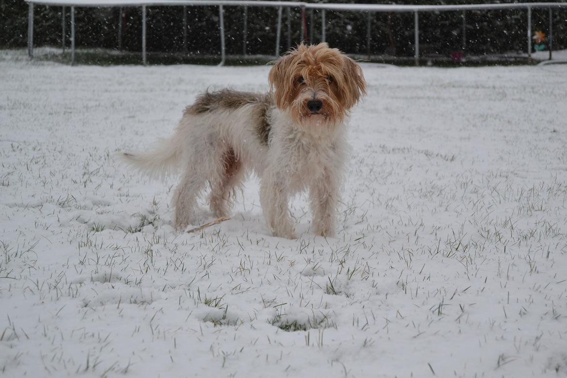 Blanding af racer Pjuske billede 1