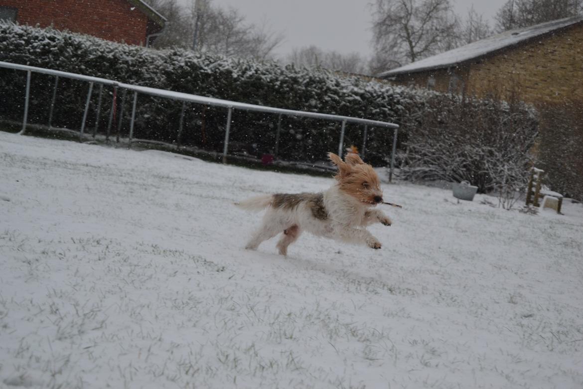 Blanding af racer Pjuske billede 8