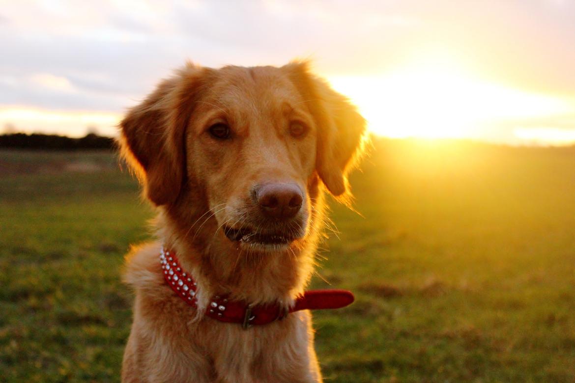 Golden retriever Gia's Golden Chanel - I aftensolen jan 14 billede 22