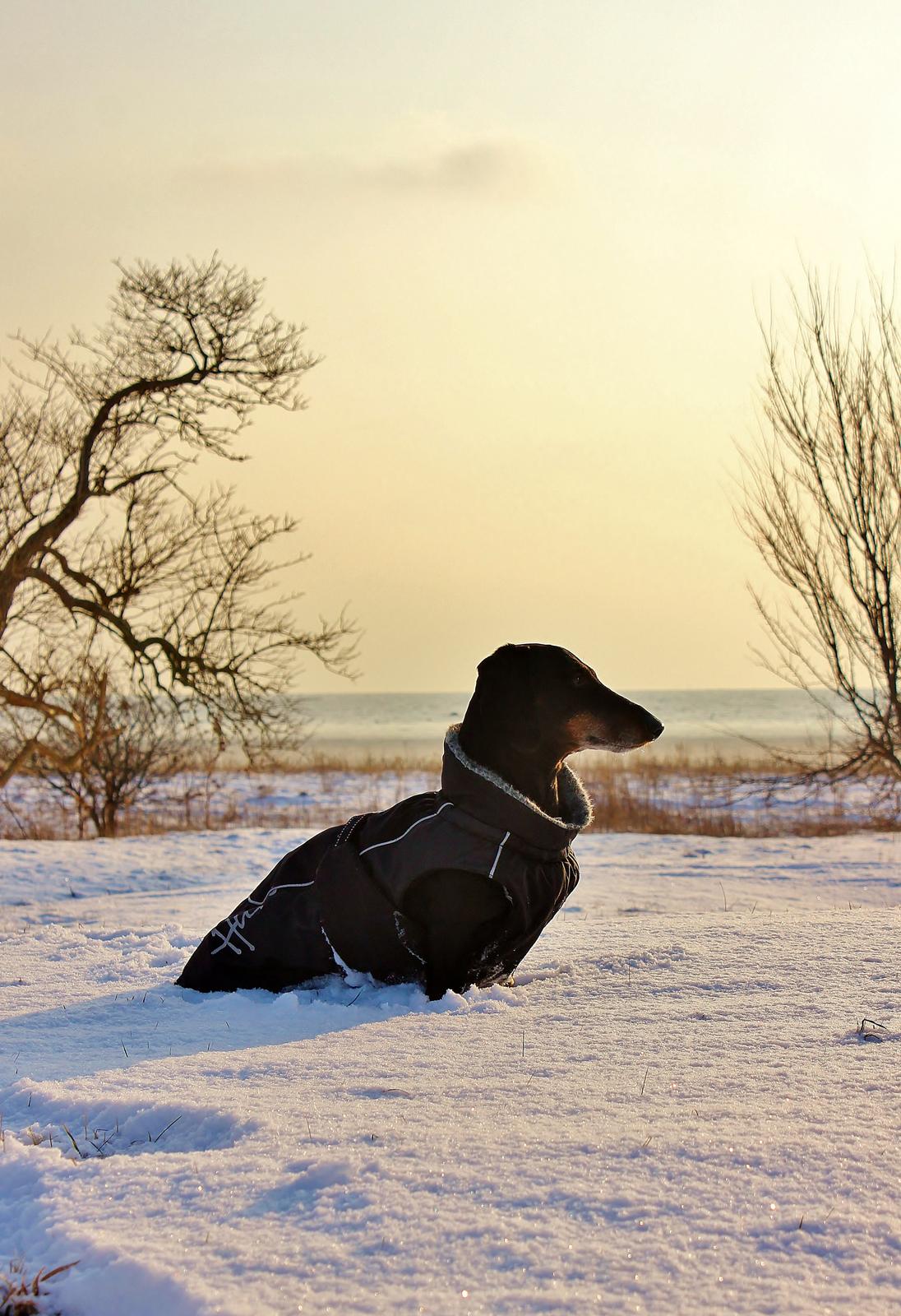 Gravhund ......Jaques.....;) (Himmelhund) billede 28