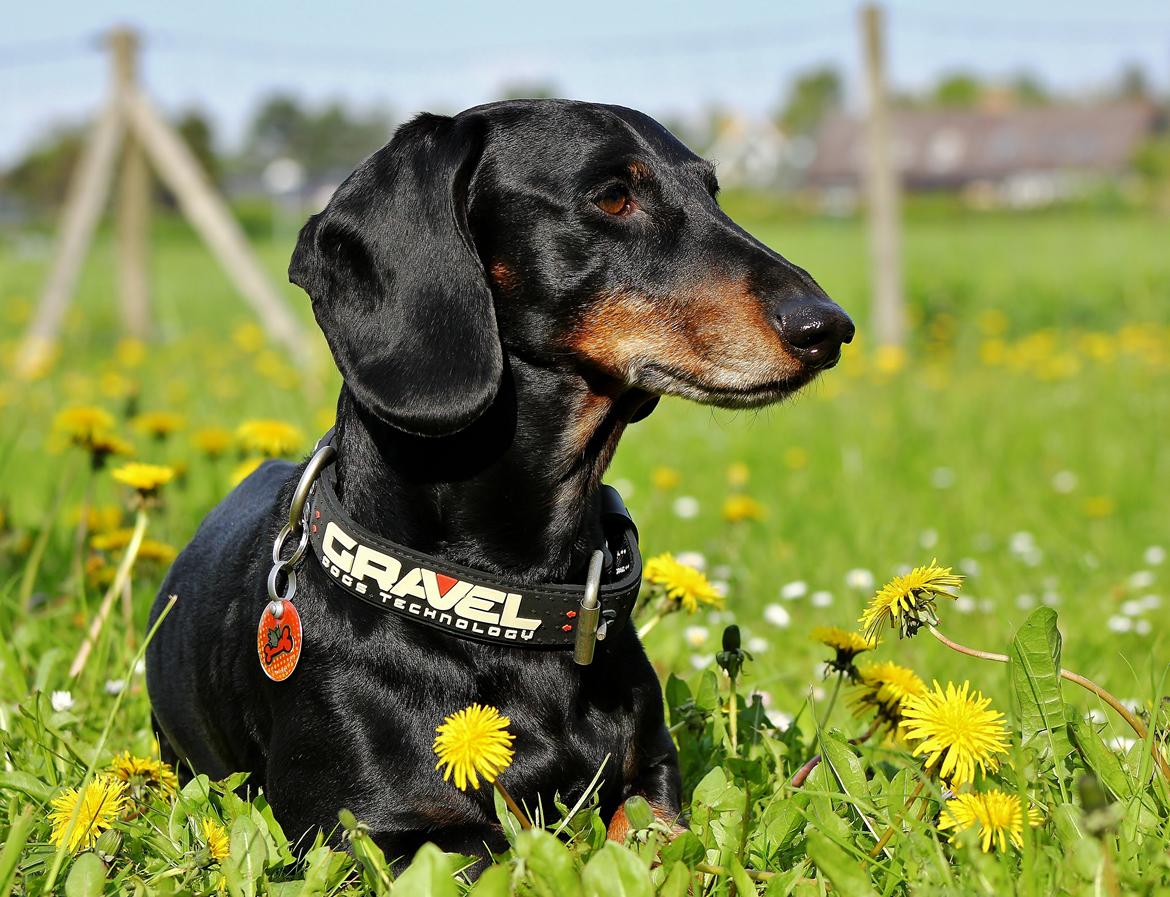 Gravhund ......Jaques.....;) (Himmelhund) - Sommer 12. Ligger lige og spiller lækker med sit nye halsbånd ;) billede 27