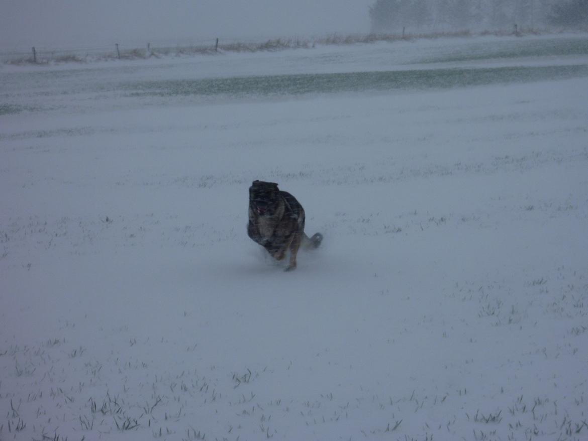 Schæferhund Kennel Lp`s Essi billede 6
