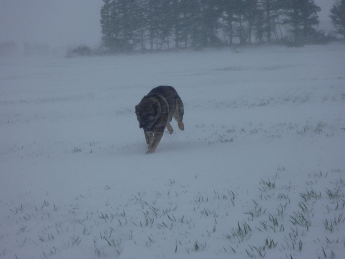 Schæferhund Kennel Lp`s Essi billede 7