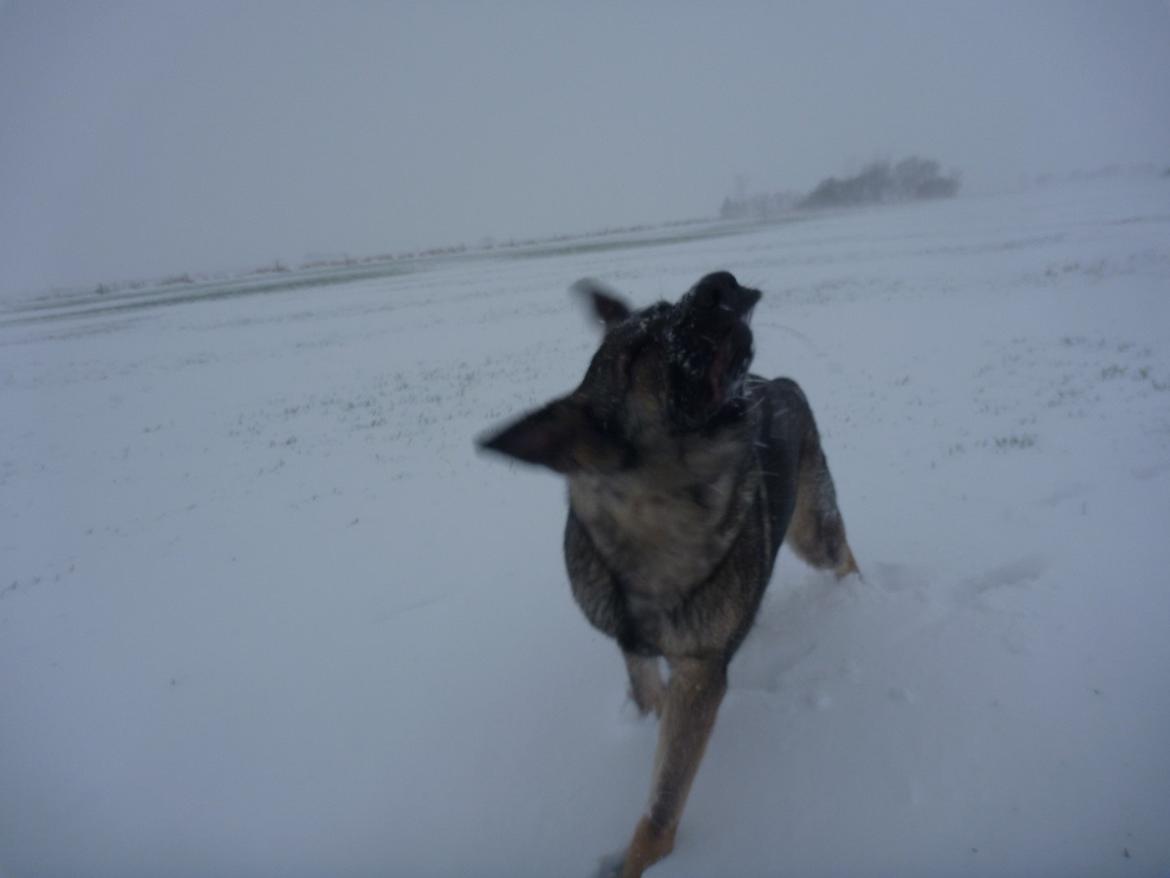 Schæferhund Kennel Lp`s Essi billede 8