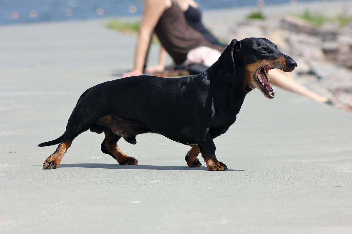 Gravhund ......Jaques.....;) (Himmelhund) - Det er hårdt at være strandløve.. Sommer 12 billede 47