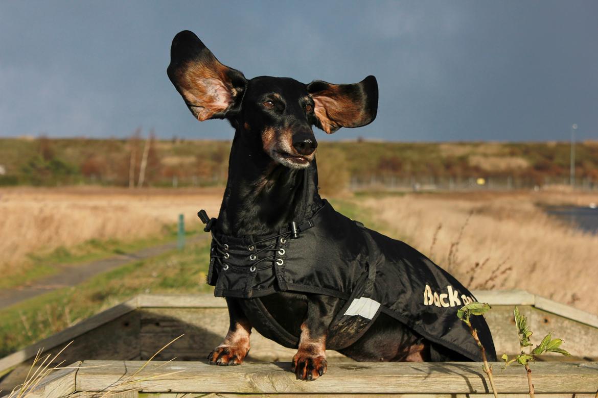 Gravhund ......Jaques.....;) (Himmelhund) - Vind i håret  billede 6