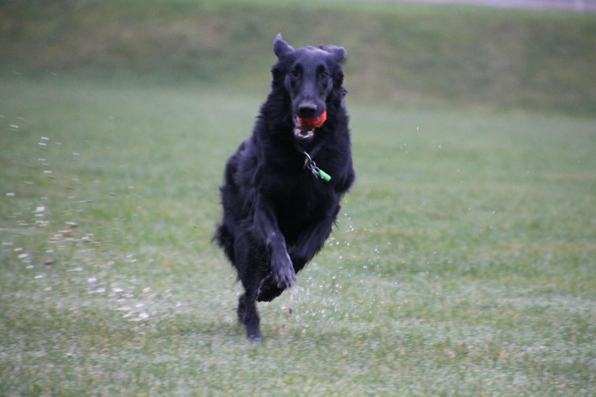 Flat coated retriever Flatterhaft Krusemynta (Chrie) billede 24