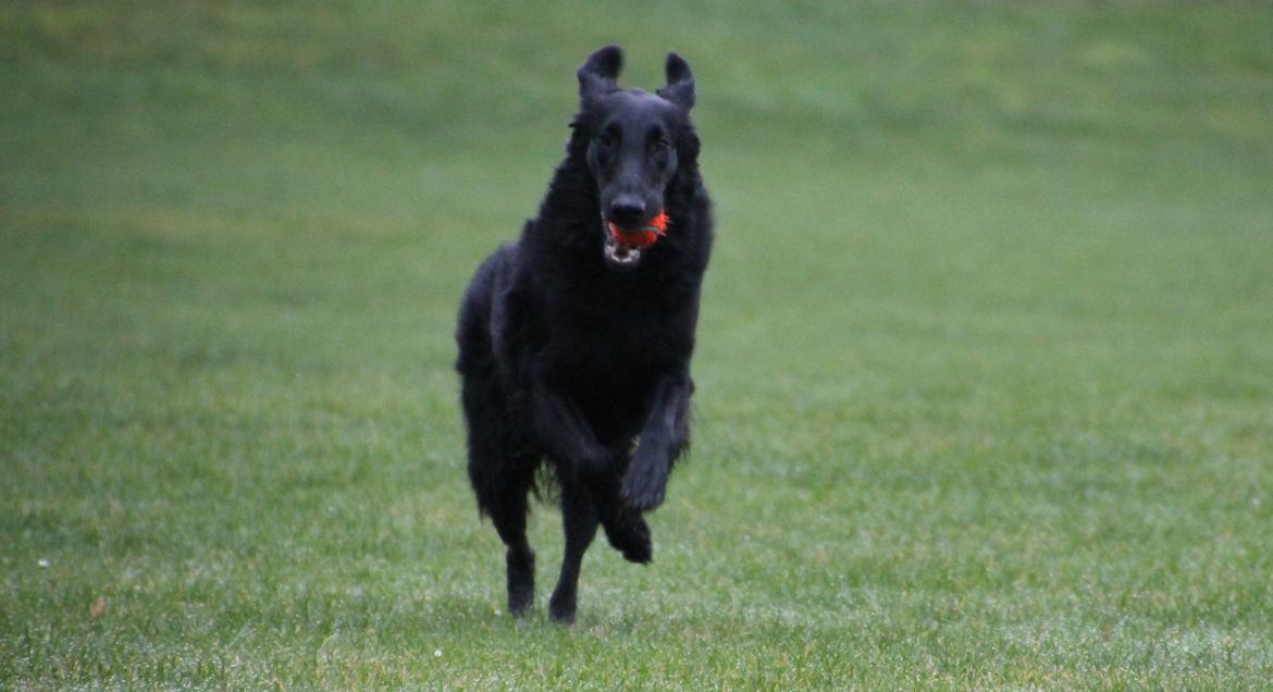 Flat coated retriever Flatterhaft Krusemynta (Chrie) billede 10