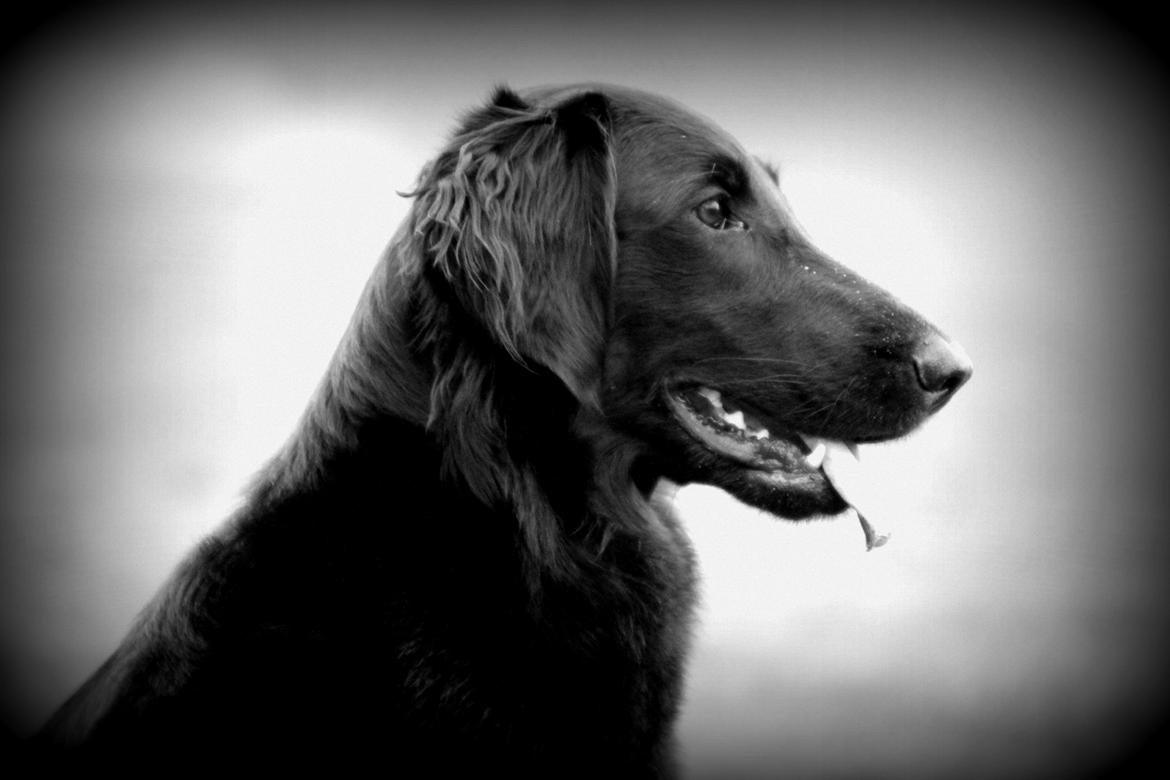 Flat coated retriever Flatterhaft Krusemynta (Chrie) billede 4