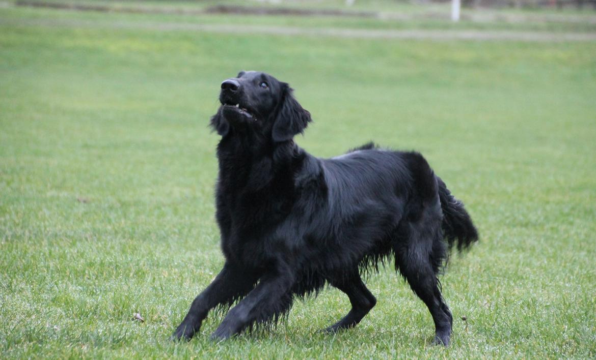 Flat coated retriever Flatterhaft Krusemynta (Chrie) billede 3