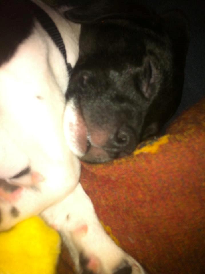 Dansk svensk gaardhund Hermann - 10 uger billede 7