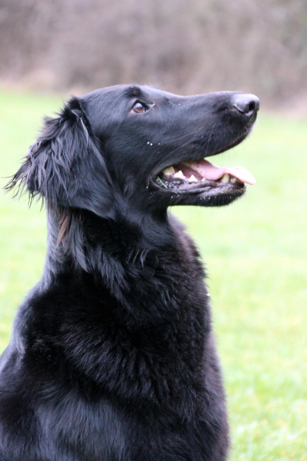 Flat coated retriever Flatterhaft Krusemynta (Chrie) billede 25