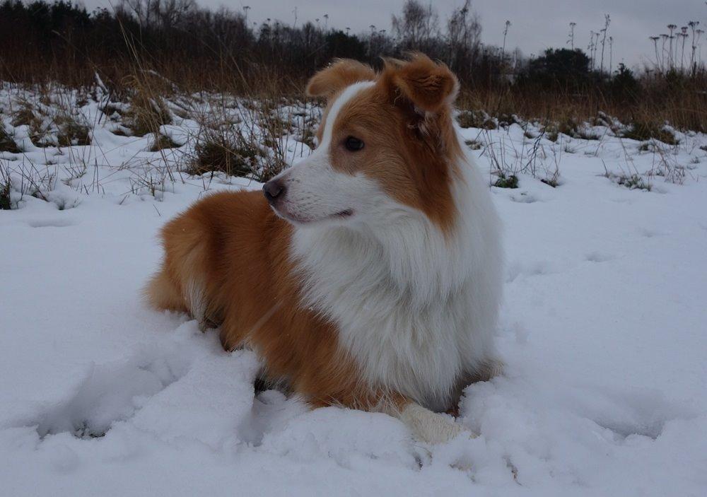 Border collie NOYTCB Split Second (Muffin) billede 7