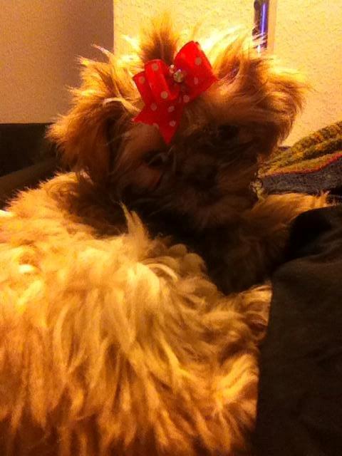 Shih tzu Molly billede 16