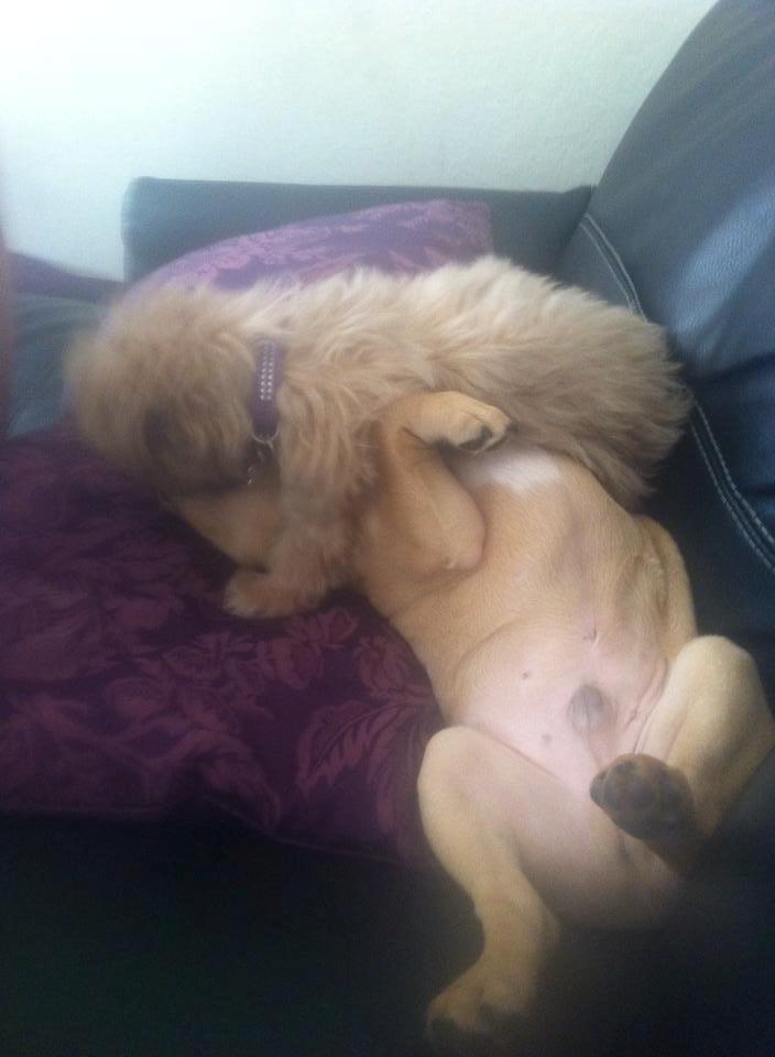 Shih tzu Molly billede 19