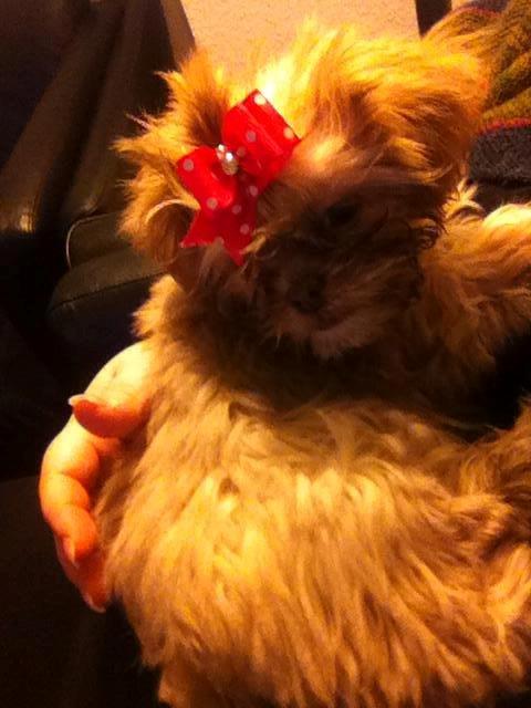 Shih tzu Molly billede 18