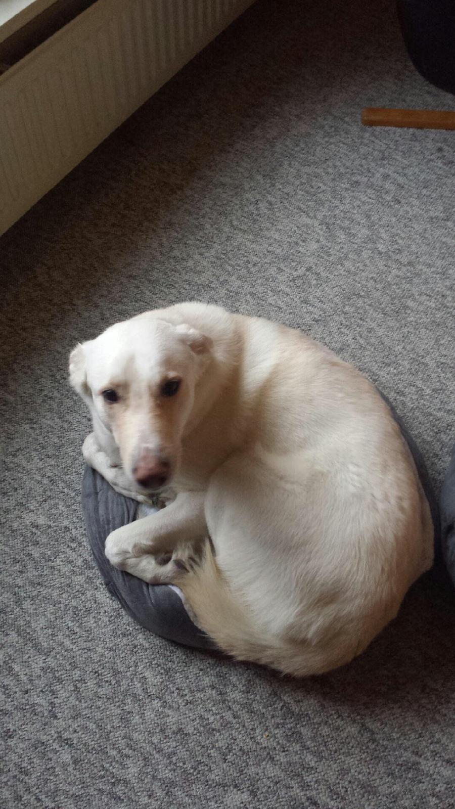 Blanding af racer Nanook - Mor og far har købt ny kurv, de glemte bare lige at sige det ikke var til mig billede 7