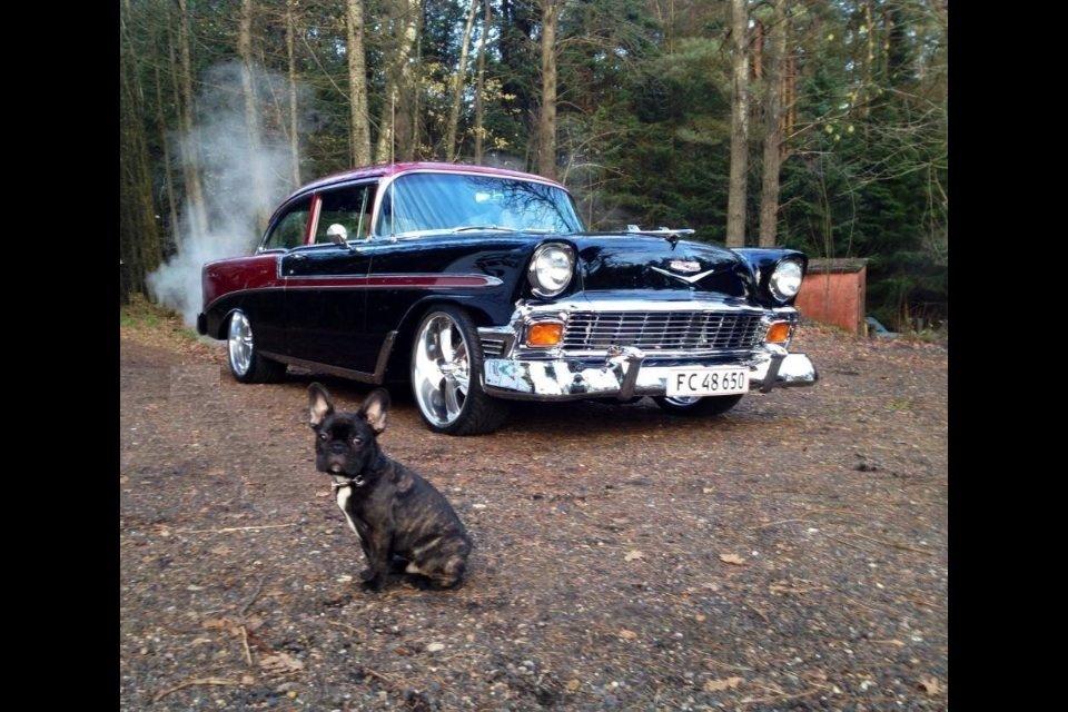 Fransk bulldog Humphrey Bogart billede 48