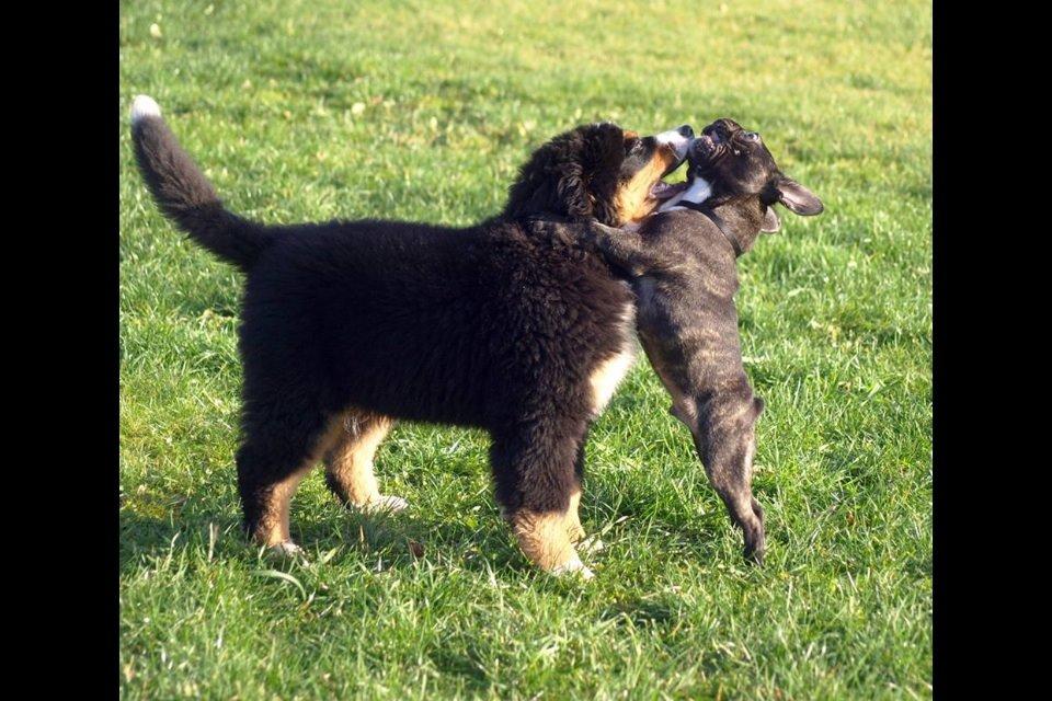 Fransk bulldog Humphrey Bogart billede 46