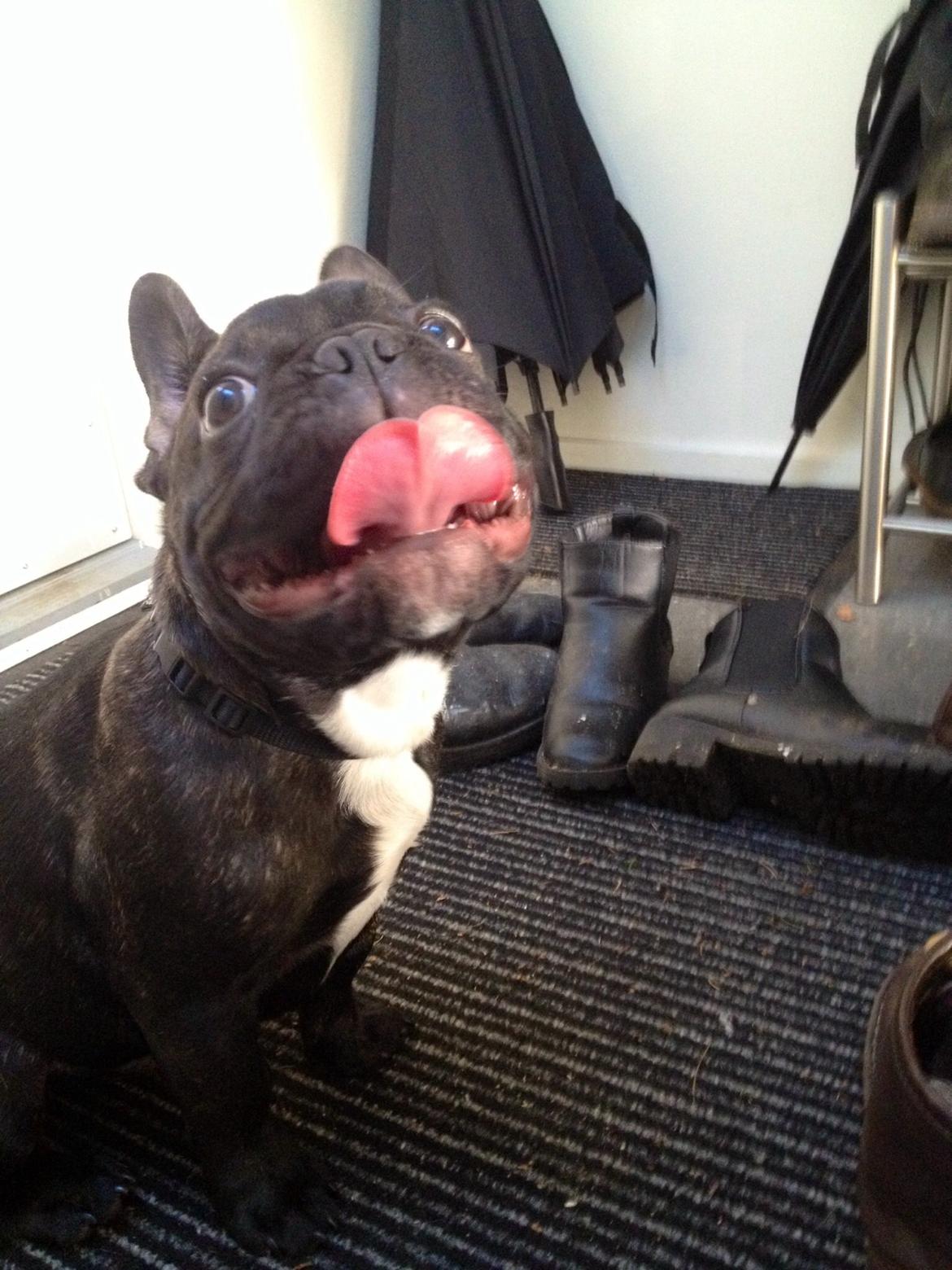 Fransk bulldog Humphrey Bogart billede 47