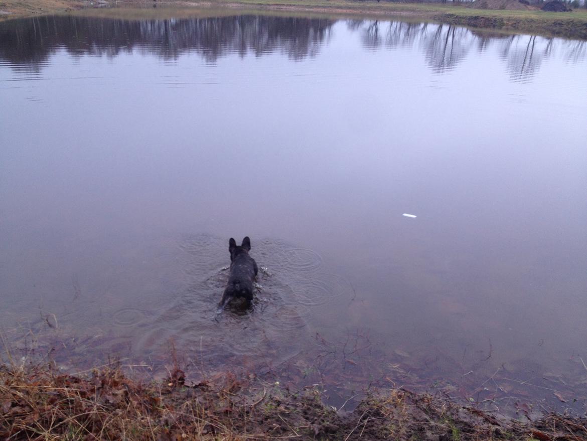 Fransk bulldog Humphrey Bogart billede 49