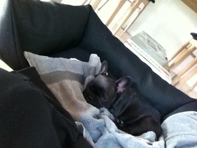 Fransk bulldog Muffi - Få dage efter vi fik ham.  billede 15