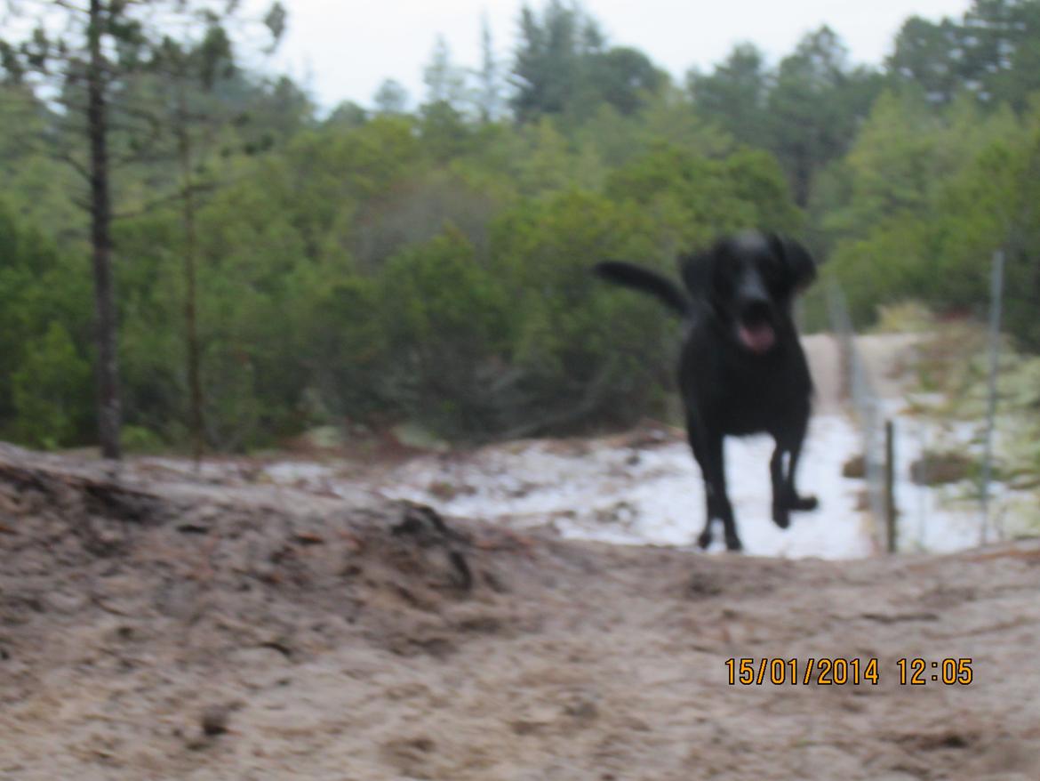 Labrador retriever Balto billede 15