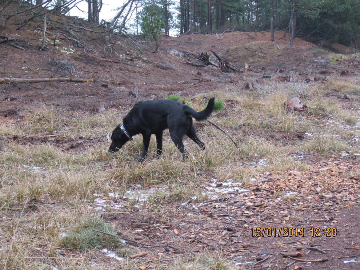 Labrador retriever Balto - Hvad mon han har fået øje på. billede 16