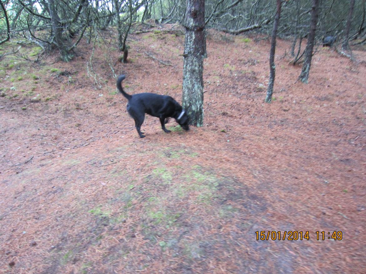 Labrador retriever Molly billede 21